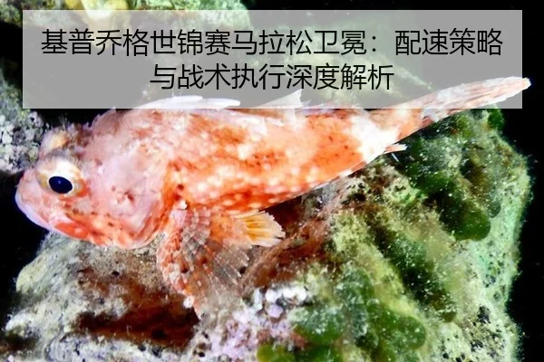 基普乔格世锦赛马拉松卫冕：配速策略与战术执行深度解析
